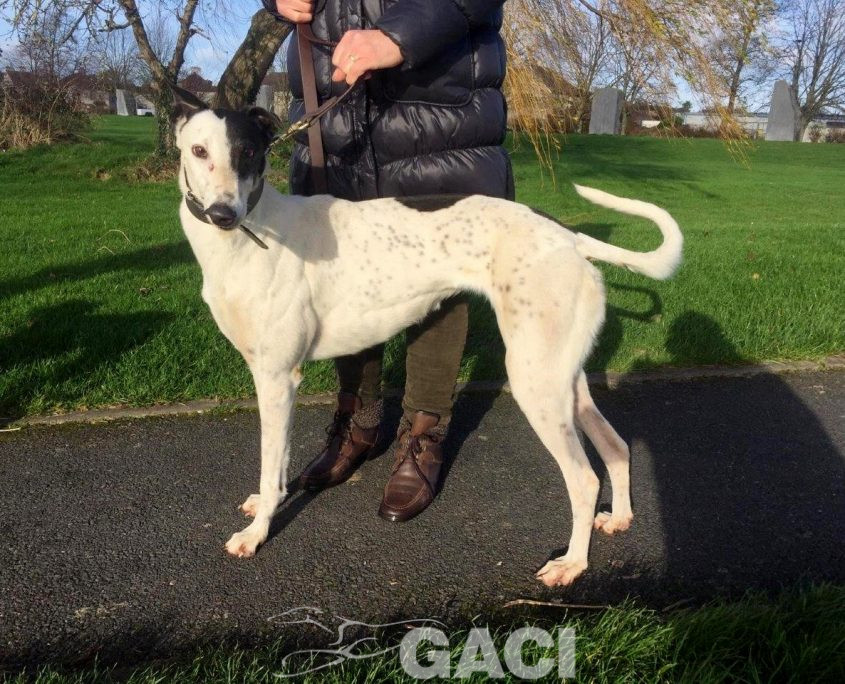 GWEN-greyhound-GACI-24-12-2016-M (4)