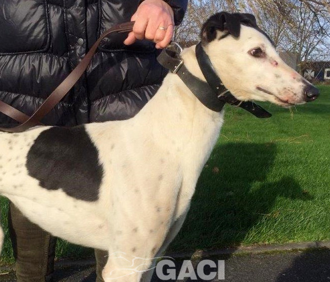 GWEN-greyhound-GACI-24-12-2016-M (5)