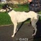 GWEN-greyhound-GACI-24-12-2016-M (6)