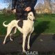 GWEN-greyhound-GACI-24-12-2016-M (7)