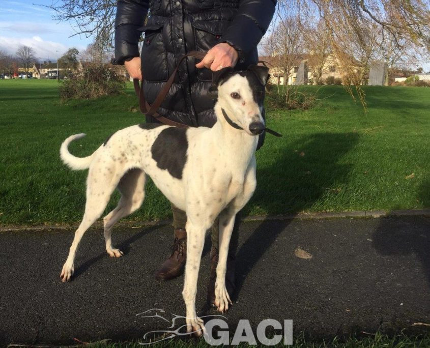 GWEN-greyhound-GACI-24-12-2016-M (7)