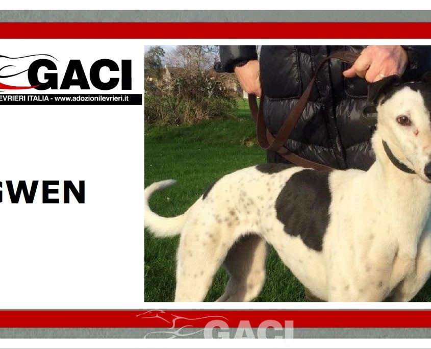 GWEN-greyhound-GACI-24-12-2016-M (8)