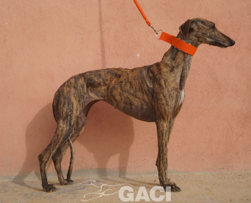 P201122_02 TARA H3 941000021937439 (CEDIDA) (1)