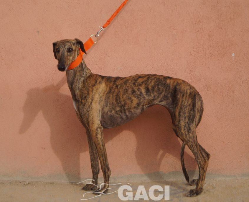 P201122_02 TARA H3 941000021937439 (CEDIDA) (10)