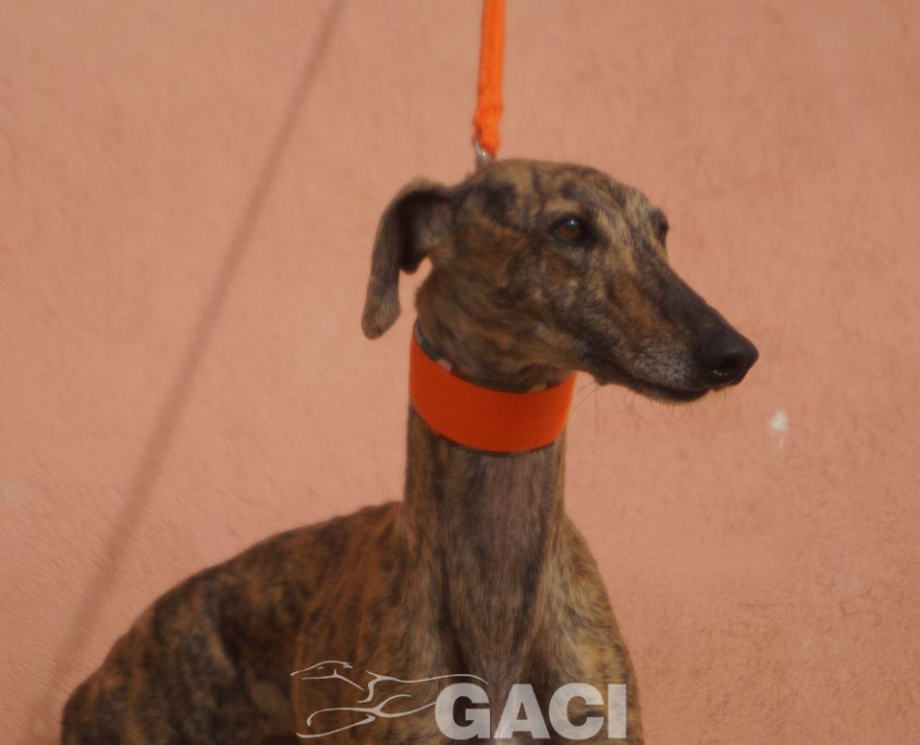 P201122_02 TARA H3 941000021937439 (CEDIDA) (2)