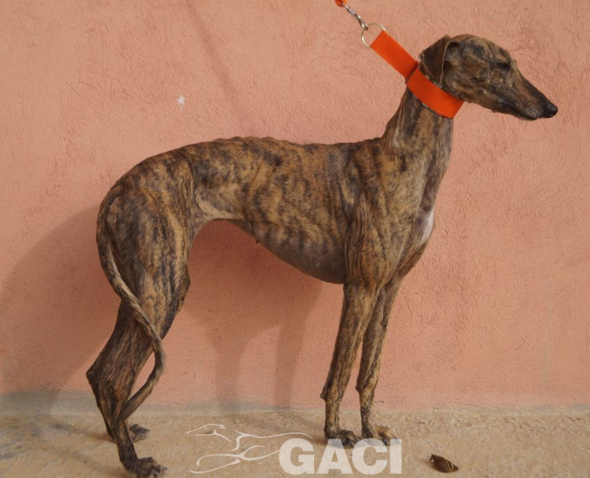 P201122_02 TARA H3 941000021937439 (CEDIDA) (3)