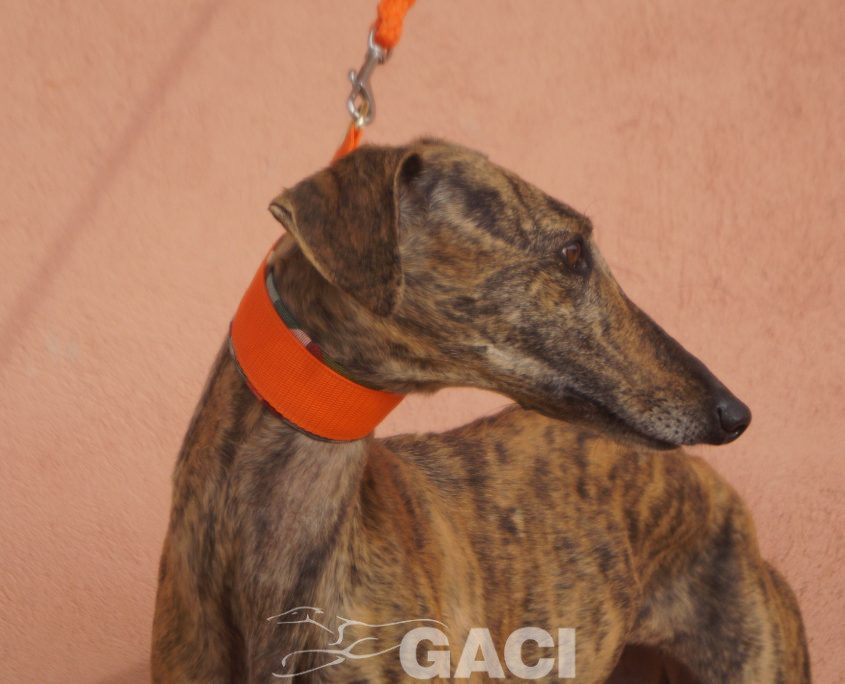 P201122_02 TARA H3 941000021937439 (CEDIDA) (6)