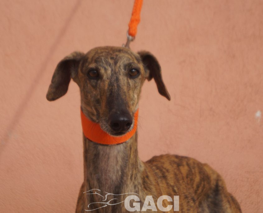 P201122_02 TARA H3 941000021937439 (CEDIDA) (8)