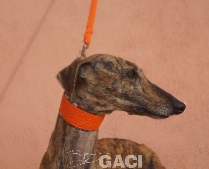 P201122_02 TARA H3 941000021937439 (CEDIDA) (9)