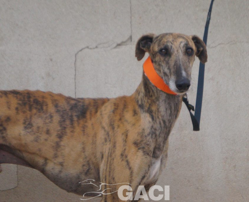 P201124_04 HEL M5 981098108071785 ( CHIP DE MADRID) (3)