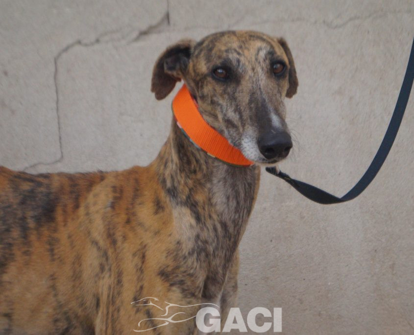 P201124_04 HEL M5 981098108071785 ( CHIP DE MADRID) (5)