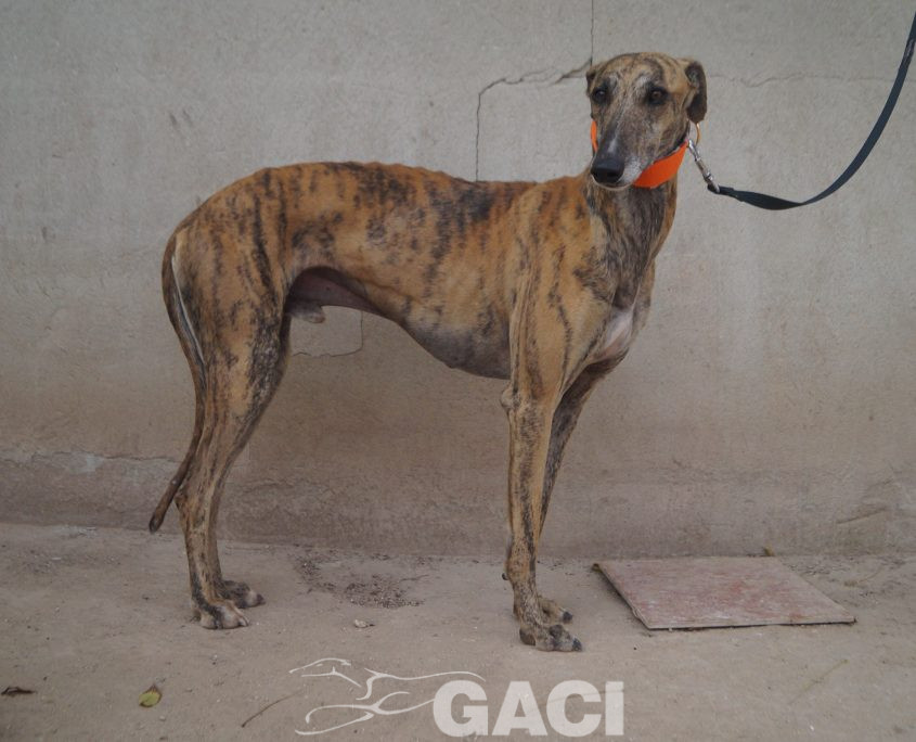 P201124_04 HEL M5 981098108071785 ( CHIP DE MADRID) (6)