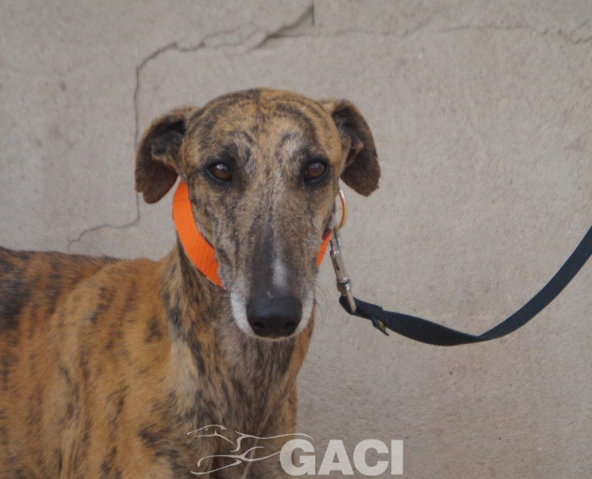 P201124_04 HEL M5 981098108071785 ( CHIP DE MADRID) (8)