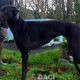STAR-greyhound-GACI-24-09-2017-M (1)