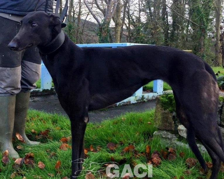 STAR-greyhound-GACI-24-09-2017-M (1)