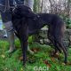 STAR-greyhound-GACI-24-09-2017-M (2)