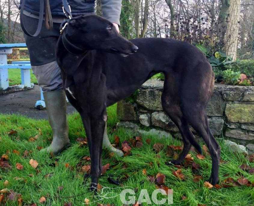 STAR-greyhound-GACI-24-09-2017-M (2)