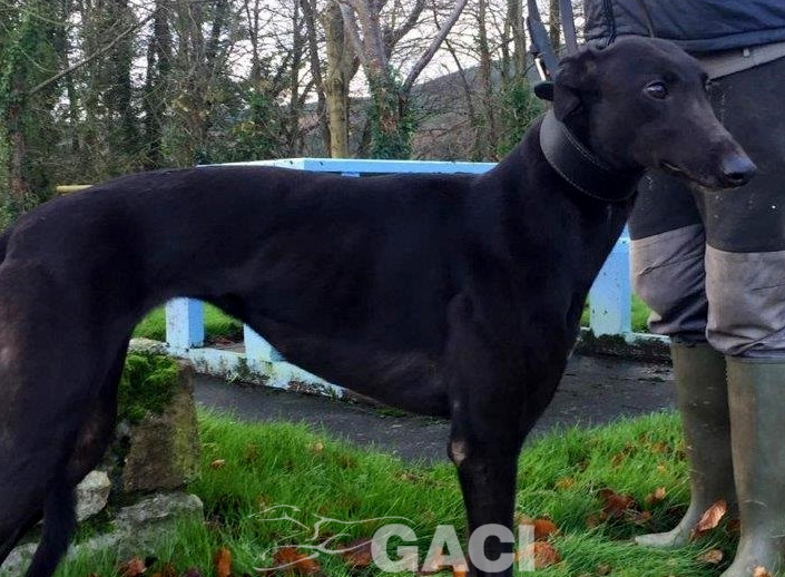 STAR-greyhound-GACI-24-09-2017-M (3)