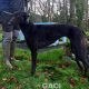 STAR-greyhound-GACI-24-09-2017-M (4)