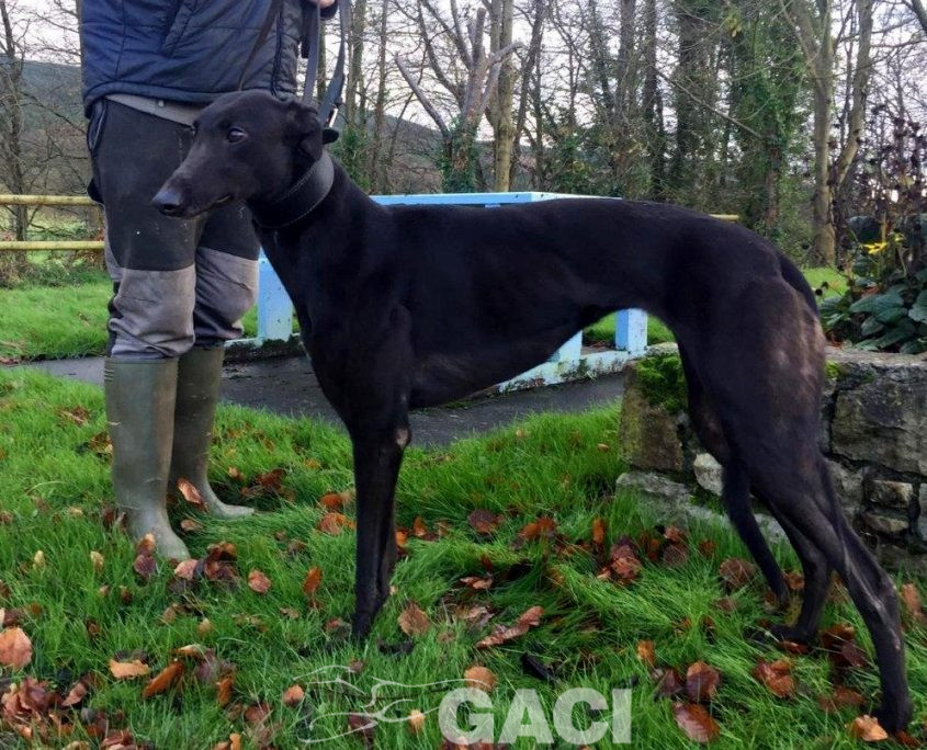 STAR-greyhound-GACI-24-09-2017-M (4)