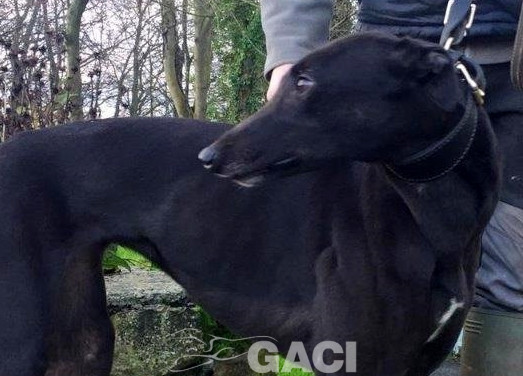 STAR-greyhound-GACI-24-09-2017-M (5)