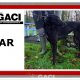 STAR-greyhound-GACI-24-09-2017-M (6)