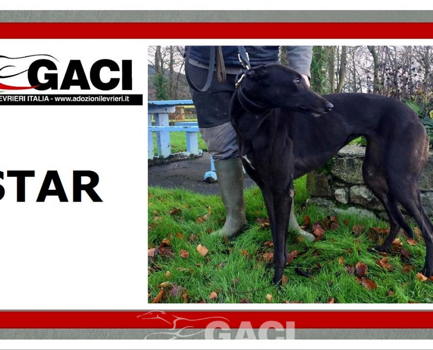 STAR-greyhound-GACI-24-09-2017-M (6)