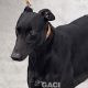 Seanie-greyhound-GACI-2017-M (1)