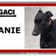 Seanie-greyhound-GACI-2017-M (10)