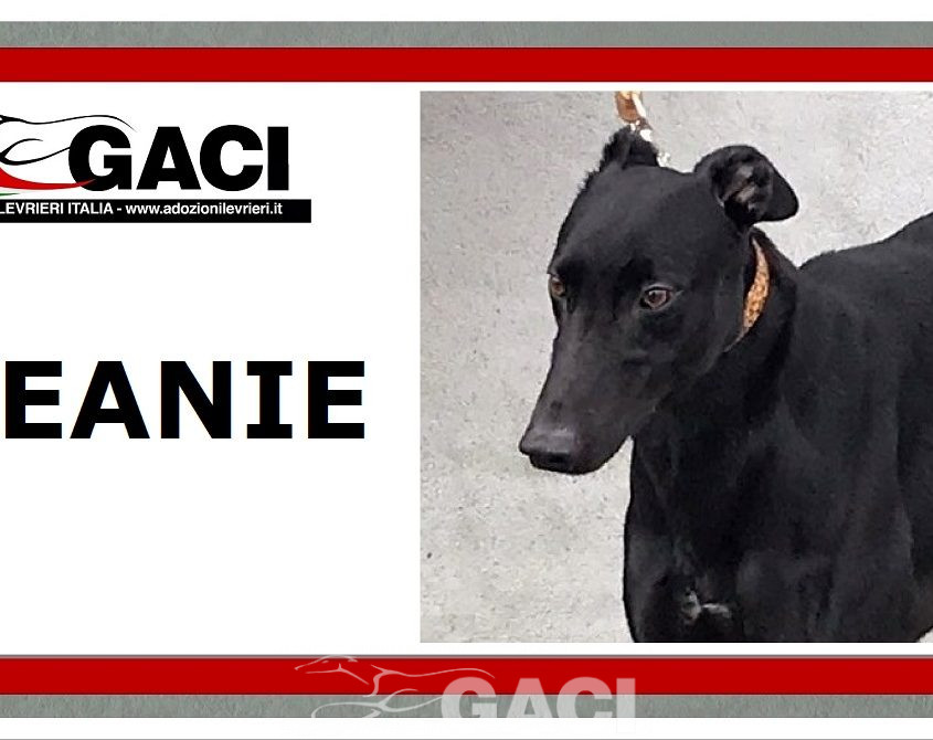 Seanie-greyhound-GACI-2017-M (10)