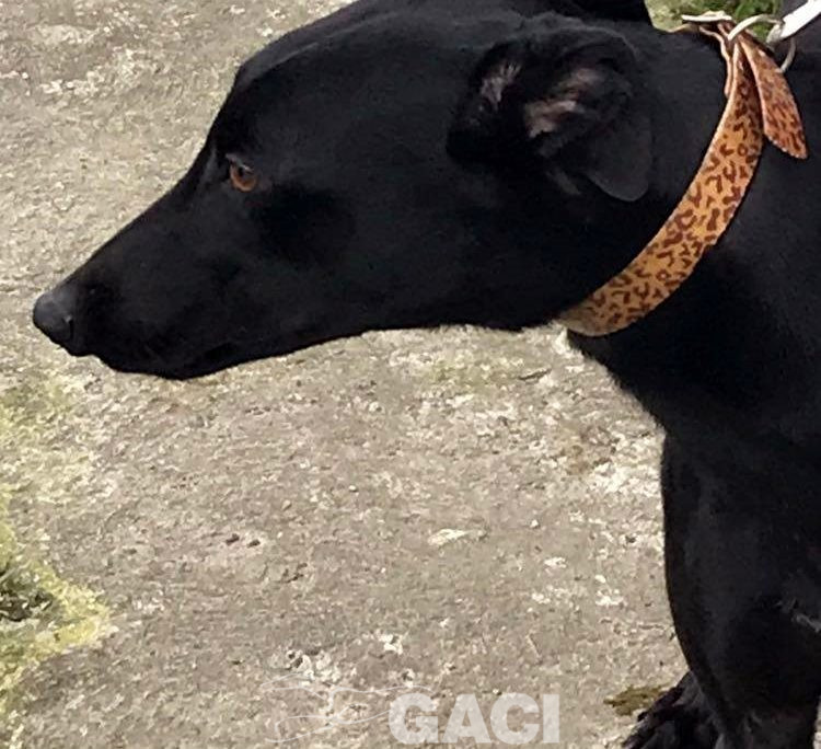 Seanie-greyhound-GACI-2017-M (4)