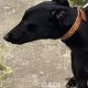 Seanie-greyhound-GACI-2017-M (4)