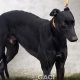 Seanie-greyhound-GACI-2017-M (5)