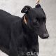 Seanie-greyhound-GACI-2017-M (7)