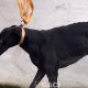 Seanie-greyhound-GACI-2017-M (8)