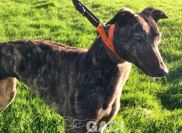 BONNIE-greyhound-GACI-F (1)