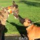 BONNIE-greyhound-GACI-F (2)