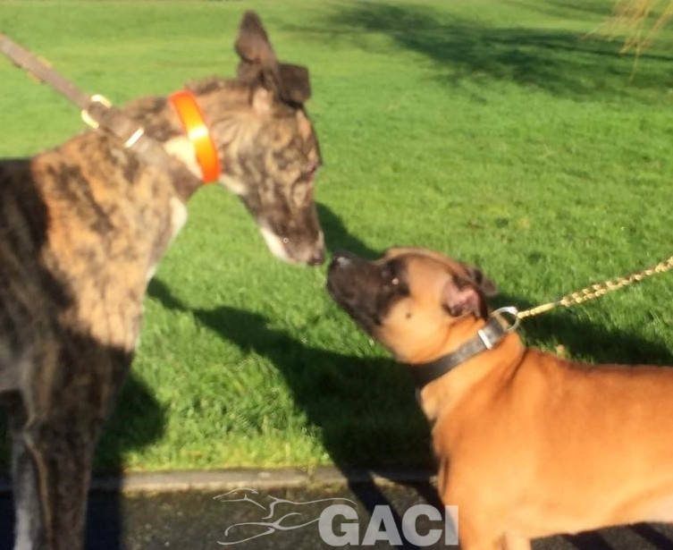 BONNIE-greyhound-GACI-F (2)