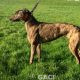 BONNIE-greyhound-GACI-F (3)