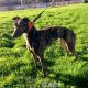 BONNIE-greyhound-GACI-F (4)