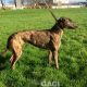 BONNIE-greyhound-GACI-F (5)