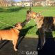 BONNIE-greyhound-GACI-F (6)