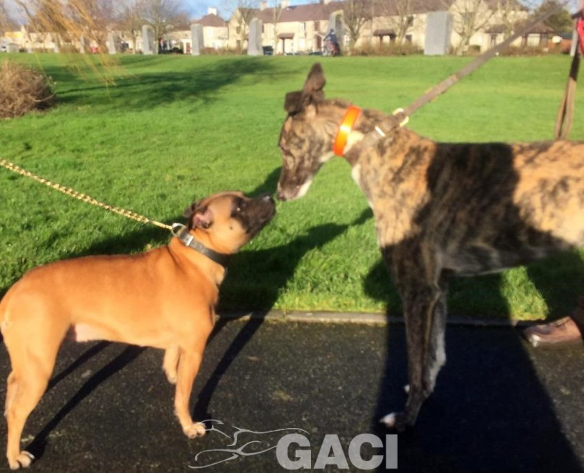 BONNIE-greyhound-GACI-F (6)