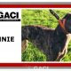 BONNIE-greyhound-GACI-F (7)