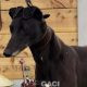 CARLY-greyhound- F (1)
