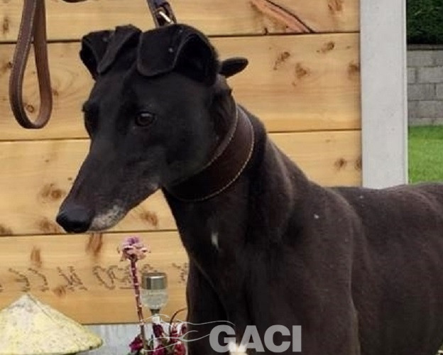 CARLY-greyhound- F (1)