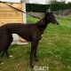CARLY-greyhound- F (2)