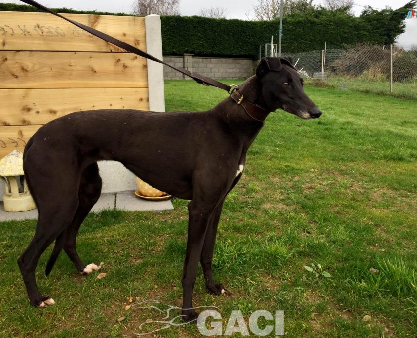 CARLY-greyhound- F (2)