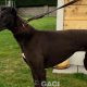 CARLY-greyhound- F (3)