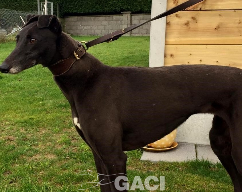 CARLY-greyhound- F (3)